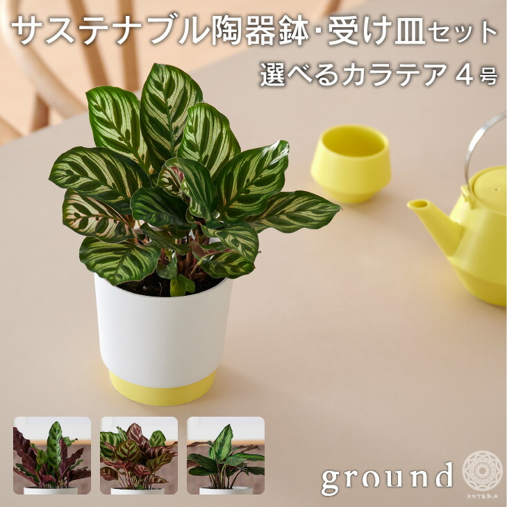 楽天市場】【最大半額☆12/11 1:59まで】観葉植物 インテリア 小さい 卓上 4号 カラテア マコヤナ プランター 鉢 おしゃれ お祝い 土  ミニ 棚 希少 珍しい フラワーポット 植木鉢 室内 円形 丸 北欧 セット パキラ 引っ越し祝 新築祝 コテラ : KOTERAグリーンとインテリア  ...