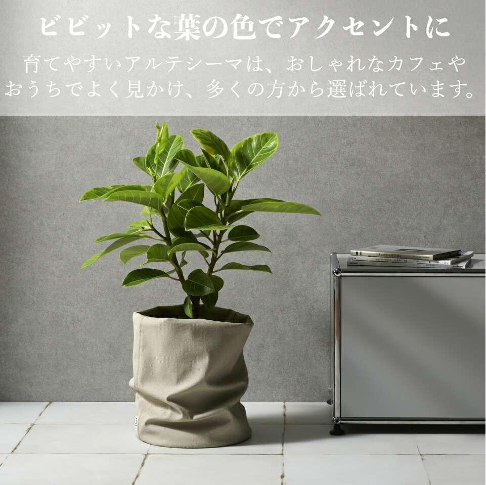 ファッションなデザイン 観葉植物 おしゃれ 大型 カバーセット 鉢 お祝い 土 棚 インテリア 引っ越し祝い 新築祝い 北欧 育てやすい 立札 ギフト コテラ こてら Fucoa Cl