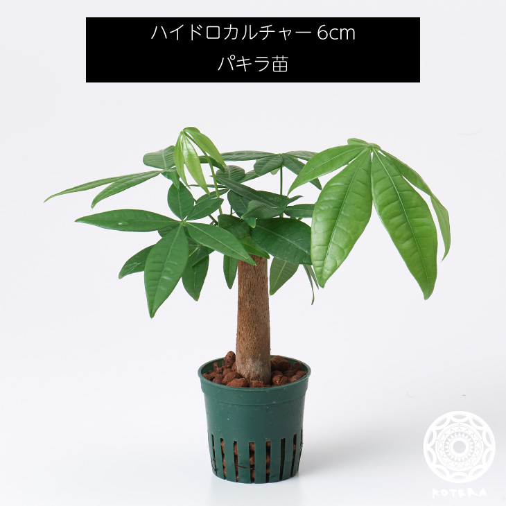 楽天市場 全品5 オフクーポン 11 10 パキラ 苗 リピーター様限定 観葉植物 ハイドロカルチャー6cm 6パイ Koteraグリーンとインテリアのお店