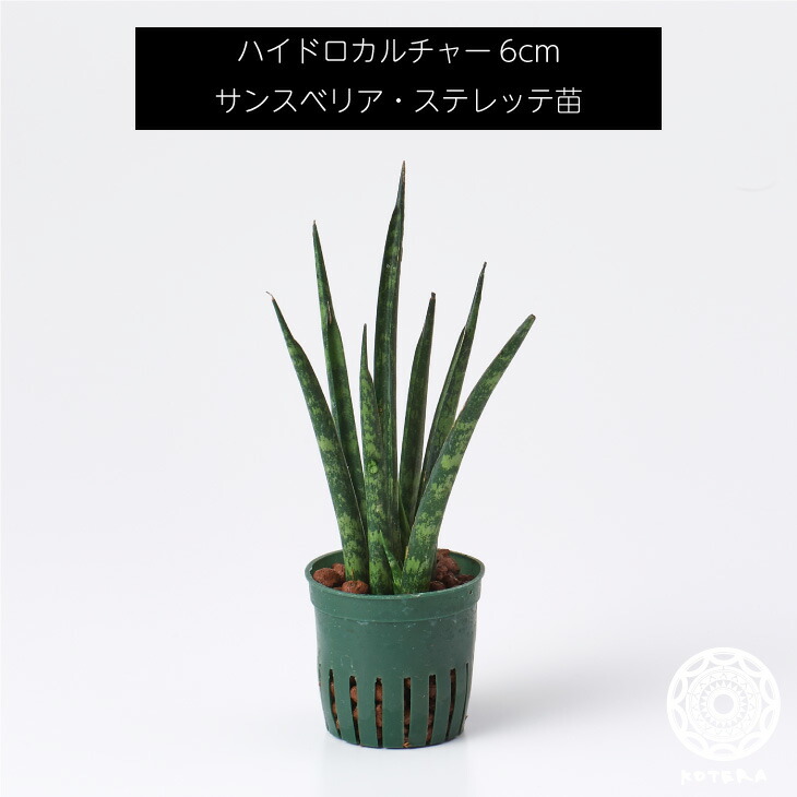 楽天市場 サンスベリア ボンセレンシス 苗 リピーター様限定 観葉植物 ハイドロカルチャー6cm 6パイ Koteraグリーンとインテリアのお店