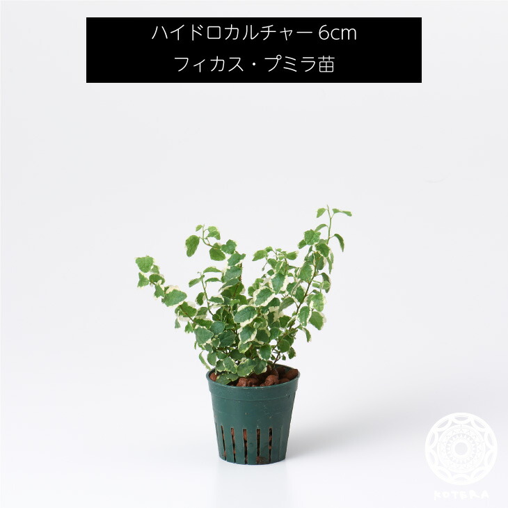 フィカス プミラ 苗 リピーター様相拘束 観葉植物 ハイドロ教化6cm 6パリア犬 Afic Association Org