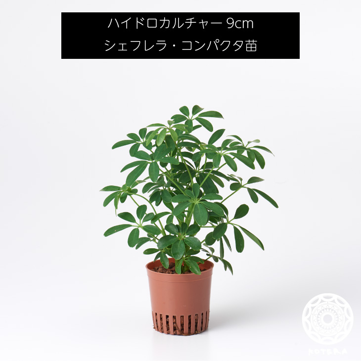 楽天市場 シェフレラ コンパクタ 苗 リピーター様限定 観葉植物 ハイドロカルチャー9cm 9パイ Koteraグリーンとインテリアのお店