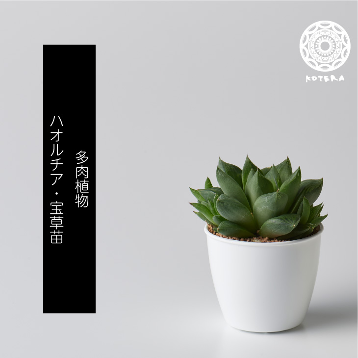 ハオルチア 宝草 苗 リピーター様限定 観葉植物 多肉植物 3号 Mgpadel Com