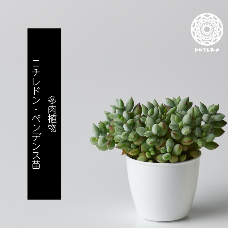 楽天市場 コチレドン ペンデンス 苗 リピーター様限定 観葉植物 多肉植物 3号 Koteraグリーンとインテリアのお店