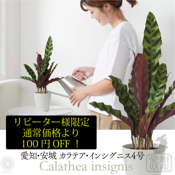 楽天市場 お試し カラテア ルフィバルバ 白色 プラスチック鉢 4号 カラテアルフィバルバ Calathea Rufibarba クズウコン 敬老の日 ポイント消化 観葉植物 ランドプランツ