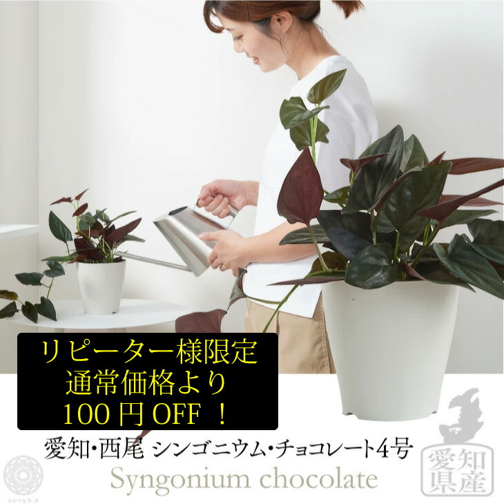 楽天市場 一時完売 次回発送9月中旬 観葉植物 小さい 4号 シンゴニウム チョコレート プランター 鉢 おしゃれ 土 ミニ 棚 希少 珍しい フラワーポット 植木鉢 室内 インテリア 北欧 セット パキラ 引っ越し祝 新築祝 コテラ Koteraグリーンとインテリアのお店