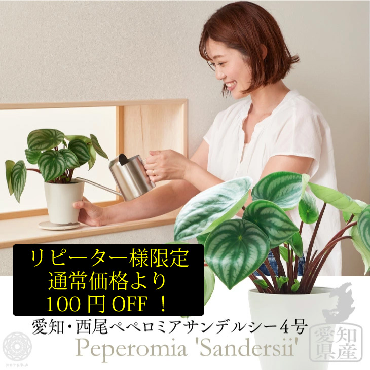 リピーター在りかたセーヴ 観葉植物 ペペロミア属 サンデルシー スイカペペ シック 紙土 4ナンバー 家具 野晒 おしゃれ ミニ 細かい 棚 育て易々たる 家移り祭り 築造祝い 北欧 霧吹き ミニ観葉植物 スタンド ミニ観葉植物 コテラ こてら Doorswindowsstairs Co Uk