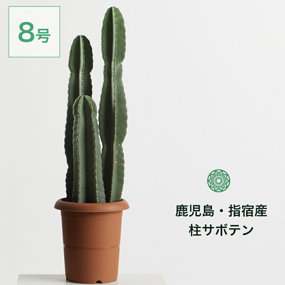 柱サボテン　３本立　8寸　　1番 楽天市場】サボテン 柱サボテン 3本立 8号鉢 送料無料 寒さに