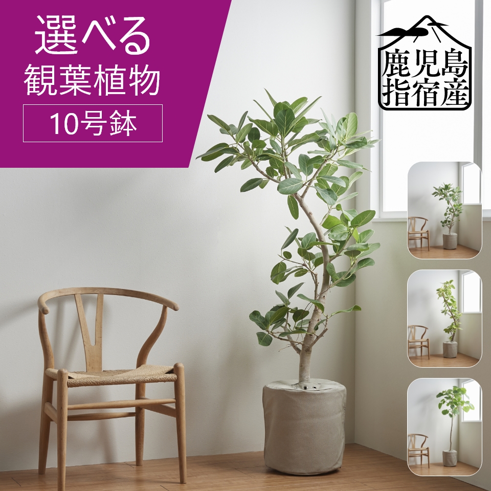 楽天市場】【最大10%off☆1/9 20:00～】観葉植物 インテリア 大型 10号 鉢 おしゃれ 指宿 ウンベラータ ベンガレンシス アルテシーマ  お祝い 土 棚 引っ越し祝い 新築祝い 北欧 育てやすい 立札 ギフト コテラ こてら : KOTERAグリーンとインテリアのお店