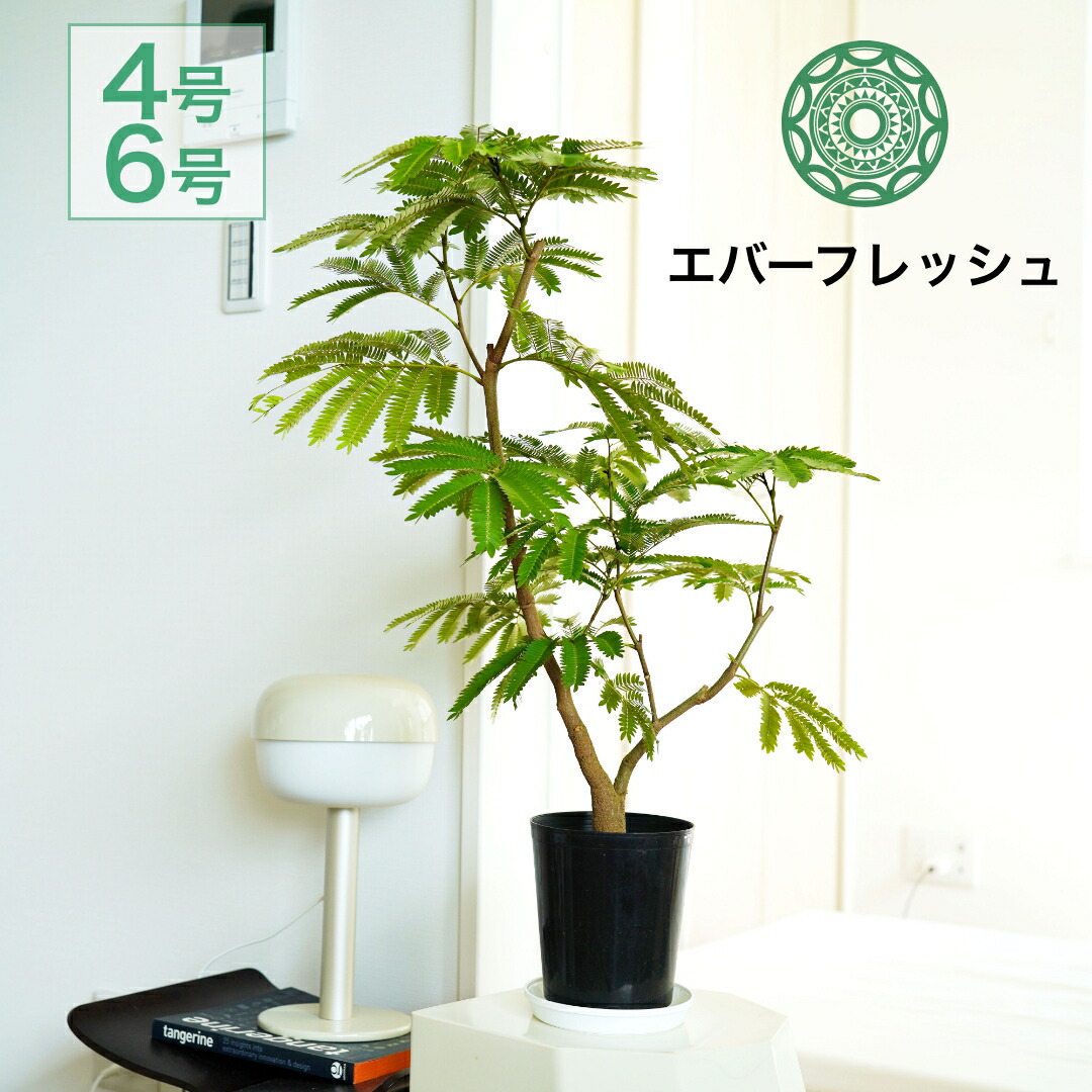 楽天市場】観葉植物/フィカス：メラニー 5号鉢植え : 園芸ネット