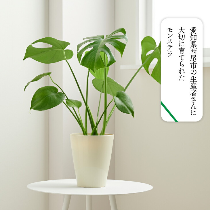 楽天市場 全品5 オフ 9 15 24h限定 観葉植物 大型 鉢 おしゃれ 土 棚 モンステラ デリシオーサ 5号 希少 珍しい フラワーポット 植木鉢 室内 インテリア 円形 丸 北欧 セット 引っ越し祝 新築祝 コテラ Koteraグリーンとインテリアのお店