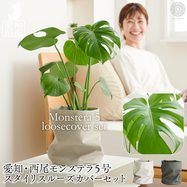 楽天市場 全品10 オフ 7 4 00 観葉植物 モンステラ デリシオーサ 小さい 5号 プランター 鉢 カバー おしゃれ 土 ミニ 棚 希少 珍しい フラワーポット 植木鉢 室内 インテリア 円形 丸 北欧 セット パキラ モンステラ 引っ越し祝 新築祝 コテラ Koteraグリーンと