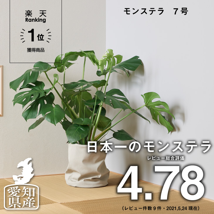 全品5 オフ 6 6 23 59まで 観葉植物 愛知モンステラ 7号 モンステラ デリシオーサ インテリア 大型 生産者直送 棚 北欧 開店祝い 新築祝い 引っ越し祝 育てやすい 人気 かわいい 初心者おすすめ プレゼント コテラ こてら Cooltonindia Com