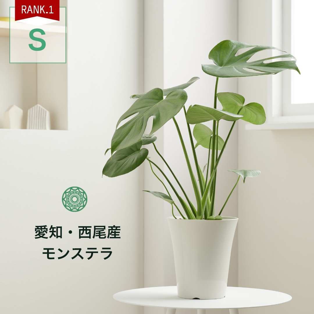 楽天市場】【全品5%off☆5/16 1:59まで】観葉植物 インテリア 大型 鉢 