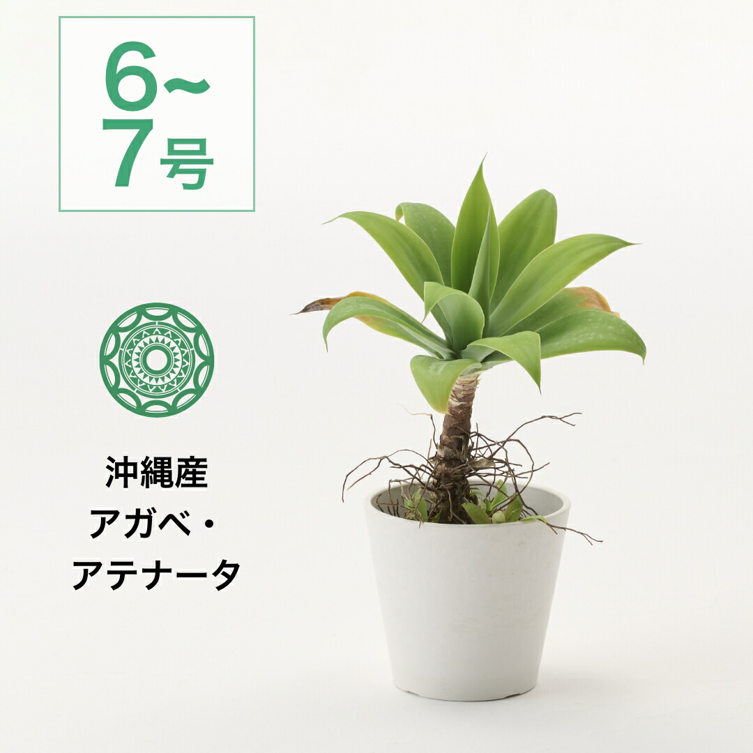 楽天市場】☆【現品・現物】アガベ アテナータ黄覆輪 斑入り