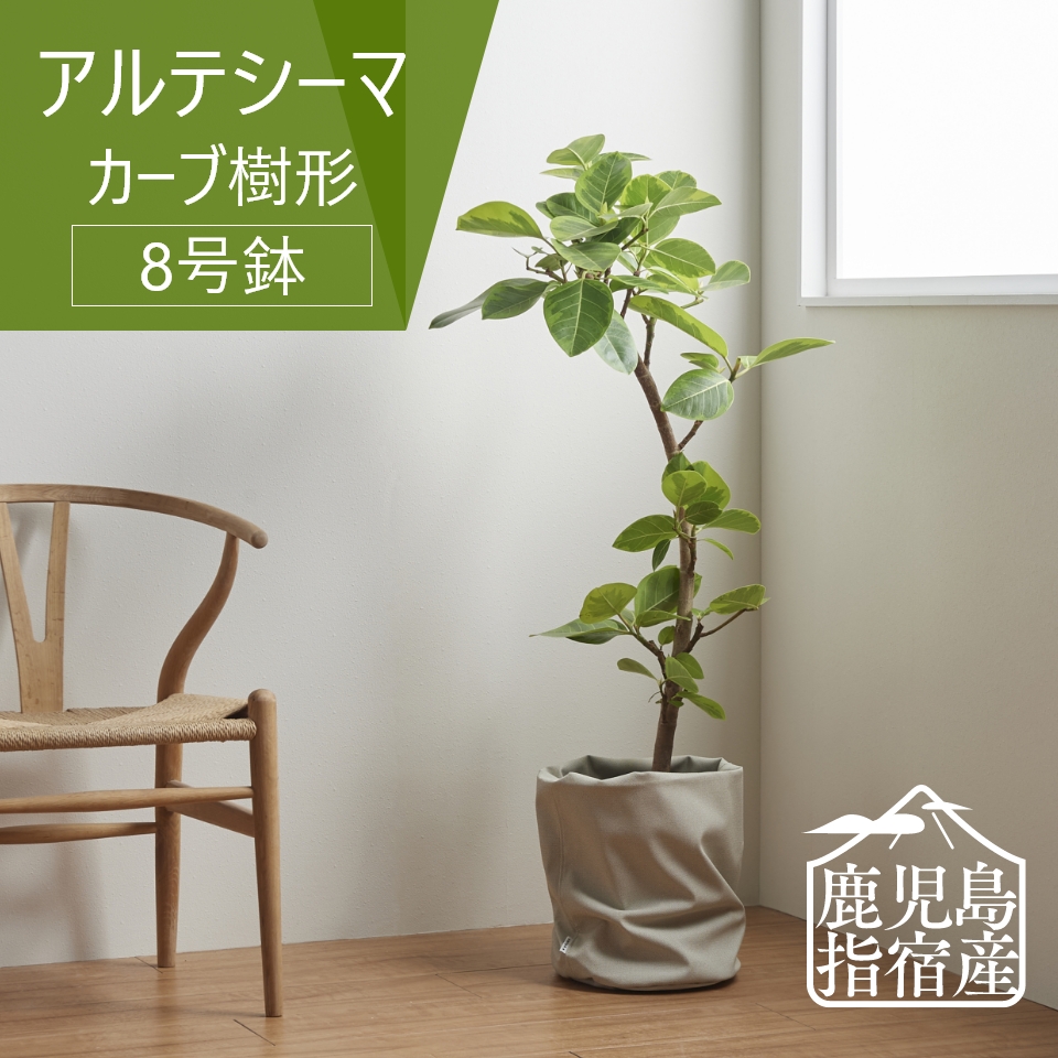 楽天市場】【対象商品15%offクーポン☆3/11まで】観葉植物 インテリア