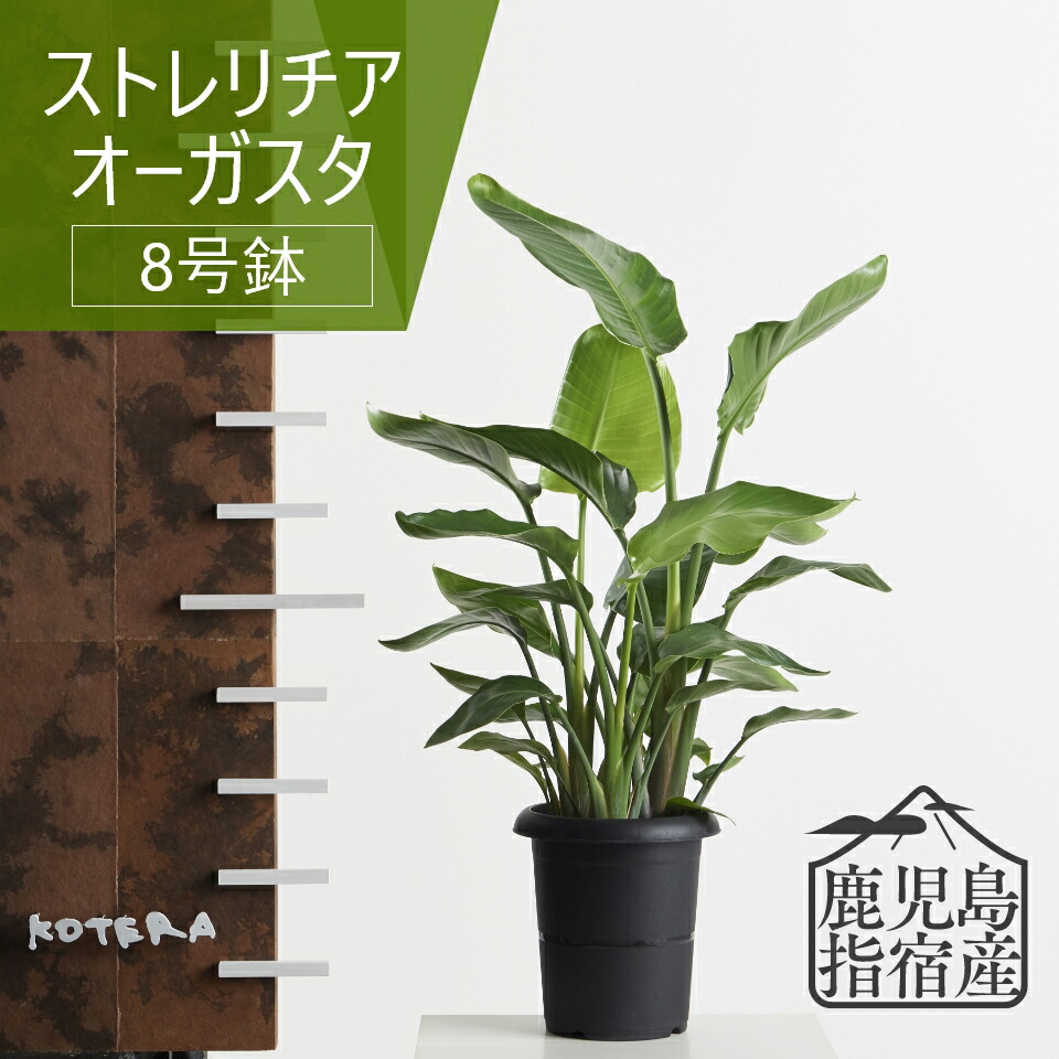 大特価大売り出し会場 6月SS