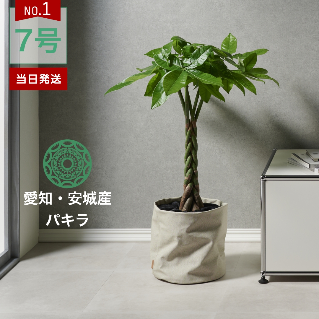 【楽天市場】観葉植物 インテリア 金賞受賞のパキラ カバーセット M 