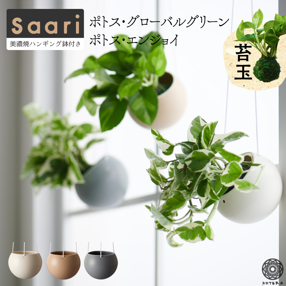 楽天市場 全品5 オフ 6 24h限定 選べる2点セット Saari 苔玉 観葉植物 吊り下げ ポトス グローバルグリーン エンジョイ 鉢 カバー 吊り 下げ おしゃれ ハンギング ミニ 棚 コケ玉 こけだま セット 小さい 北欧 インテリア 開店祝 新築祝 引っ越し祝 壁掛け