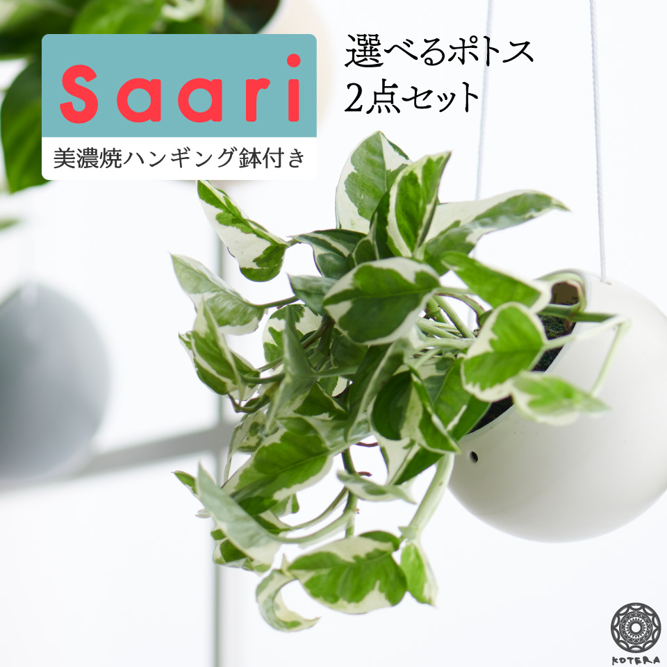 全品5 オフ 7 3024h予約 観葉植物 未成熟 釣下げ ハンギング ポトス グローバル緑であること 味わう 蘚類卵子 ミニ 蘚玉 こけだま 一揃い しゃれこうべ 表紙カバー Saari2一点セット おしゃれ 棚 北欧 ファーニチュア 開店祝賀会 建築祝 家渡り祝 格式 コテラ