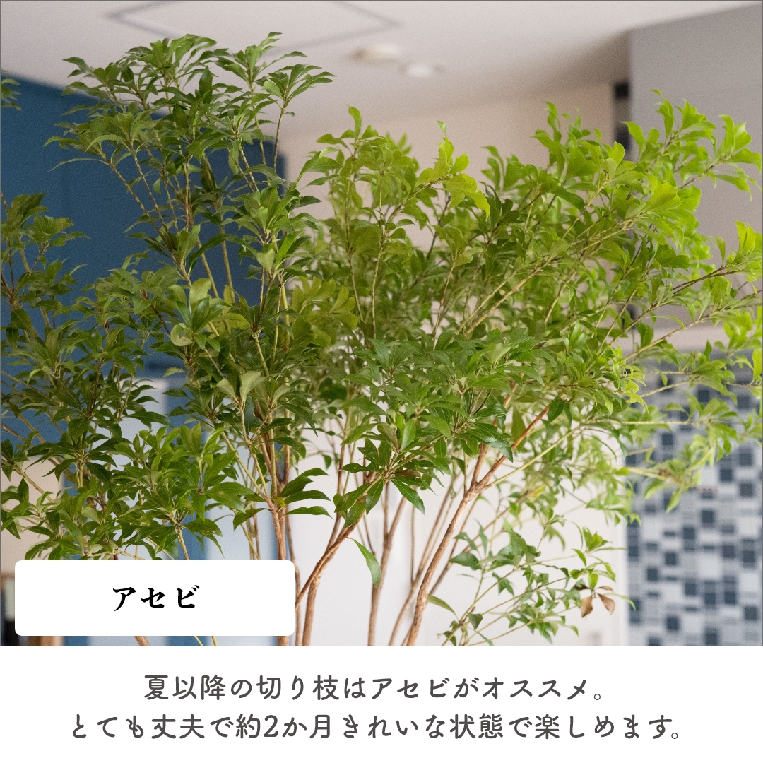 最大15%off☆11/14 10:00～】季節の植物 約100cm 2本セット