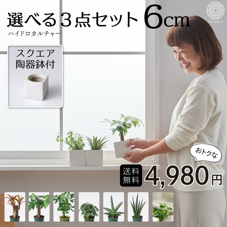 楽天市場 全品5 オフ 5 15 5 16 1 59まで 観葉植物 おしゃれ インテリア 鉢 おしゃれ パキラ ミニ モンステラ セット 小さい 棚 卓上 ハイドロカルチャー サンスベリア ウンベラータ ヘデラ 引っ越し祝 新築祝 北欧 ミニ観葉植物 ポトス ガジュマル コテラ 6cm 母の