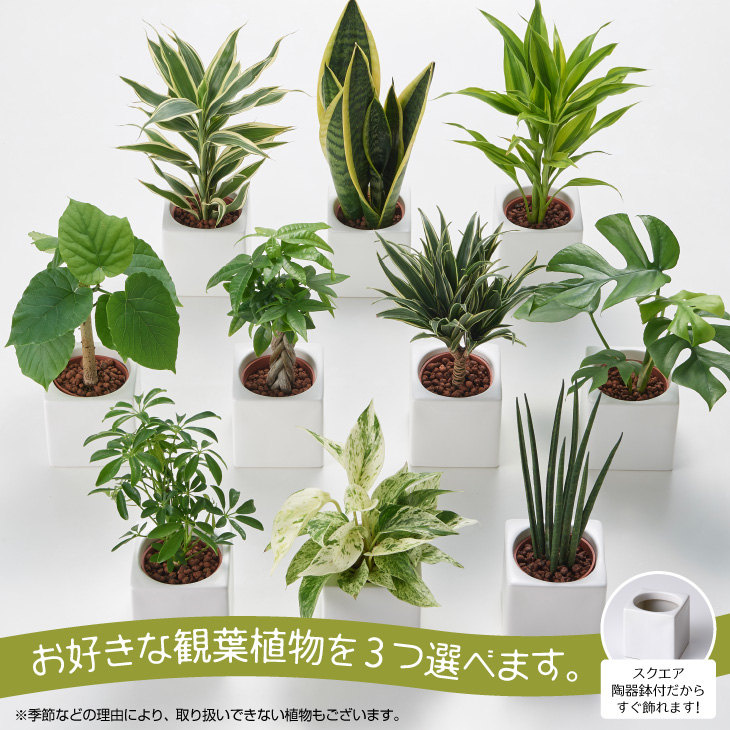 全品5 オフ 6 6 23 59まで 観葉植物 おしゃれ インテリア 鉢 おしゃれ パキラ ミニ モンステラ セット 小さい 棚 卓上 ハイドロカルチャー サンスベリア ウンベラータ 引っ越し祝 新築祝 北欧 ミニ観葉植物 ポトス ガジュマル コテラ こてら 9cm Schwimmbad Delphine De