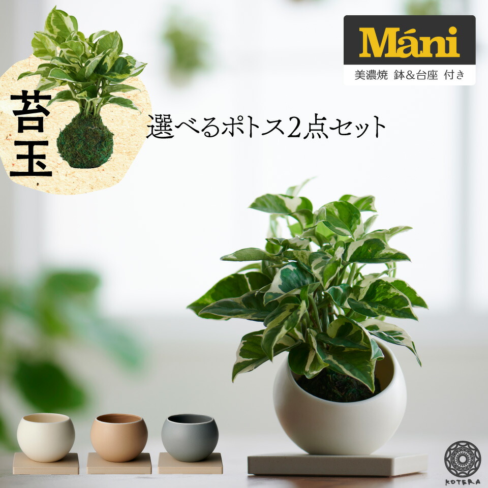 選べる2点セット 苔玉 M Ni マーニ 観葉植物 ポトス グローバルグリーン エンジョイ コケ玉 こけだま 鉢 カバー 吊り 下げ おしゃれ ハンギング 棚 ミニ セット 小さい 北欧 インテリア 開店祝 新築祝 引っ越し祝 育てやすい 壁掛け かわいい コテラ Gpsitu Com Br