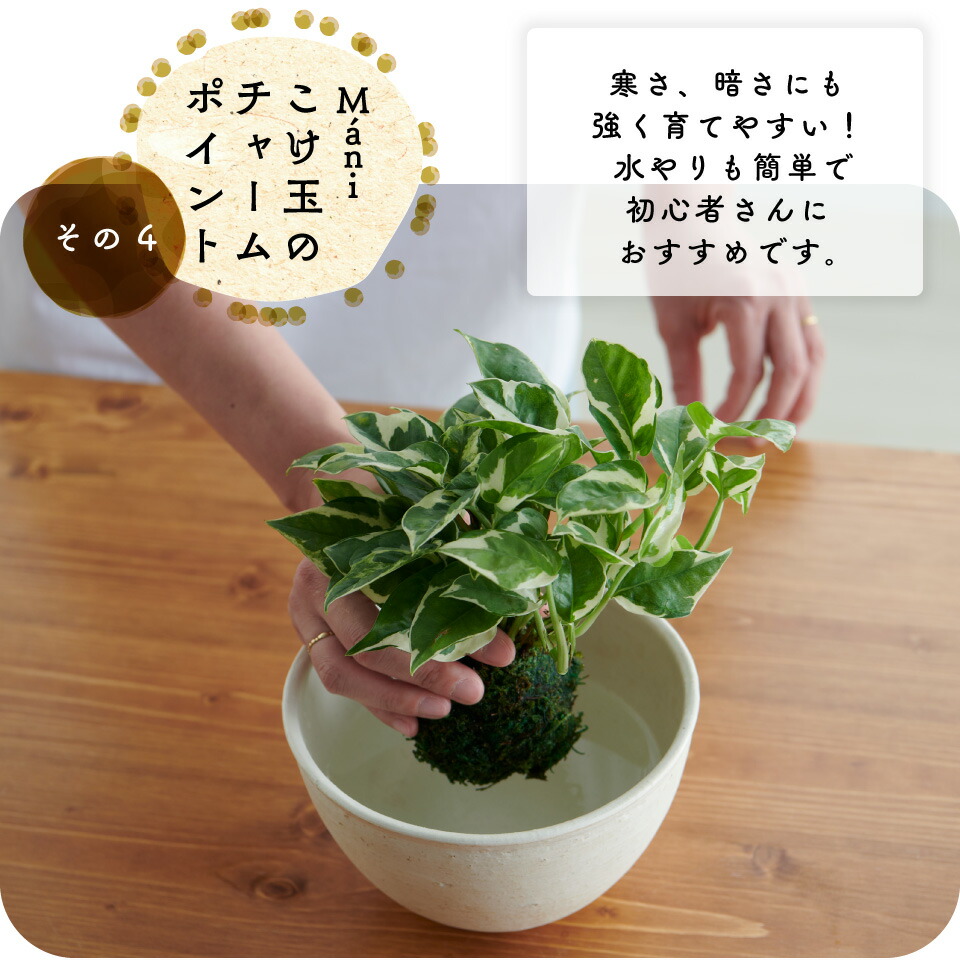 選べる2点セット 苔玉 M Ni マーニ 観葉植物 ポトス グローバルグリーン エンジョイ コケ玉 こけだま 鉢 カバー 吊り 下げ おしゃれ ハンギング 棚 ミニ セット 小さい 北欧 インテリア 開店祝 新築祝 引っ越し祝 育てやすい 壁掛け かわいい コテラ Aplusfinance Blog Com