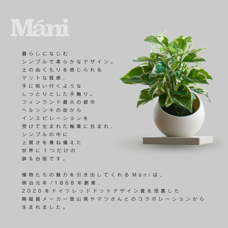 選べる2点セット 苔玉 M Ni マーニ 観葉植物 ポトス グローバルグリーン エンジョイ コケ玉 こけだま 鉢 カバー 吊り 下げ おしゃれ ハンギング 棚 ミニ セット 小さい 北欧 インテリア 開店祝 新築祝 引っ越し祝 育てやすい 壁掛け かわいい コテラ Butlerchimneys Com