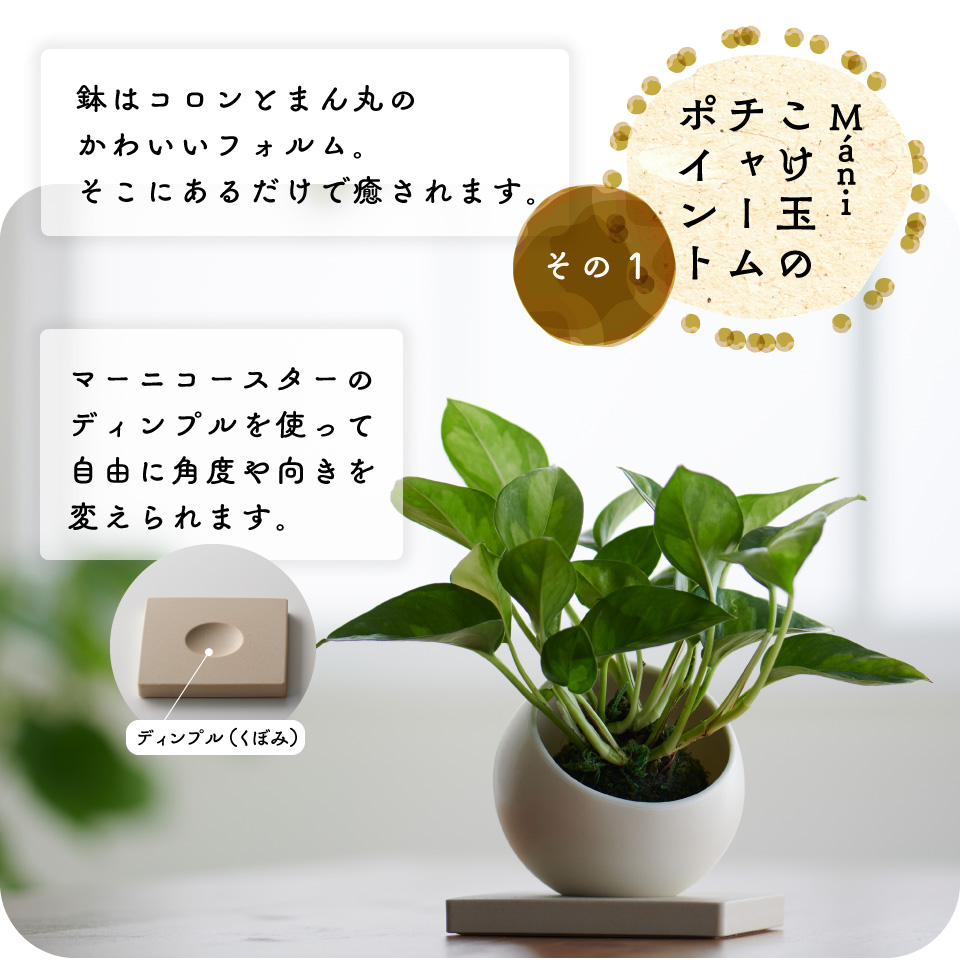 選べる2点セット 苔玉 M Ni マーニ 観葉植物 ポトス グローバルグリーン エンジョイ コケ玉 こけだま 鉢 カバー 吊り 下げ おしゃれ ハンギング 棚 ミニ セット 小さい 北欧 インテリア 開店祝 新築祝 引っ越し祝 育てやすい 壁掛け かわいい コテラ Butlerchimneys Com