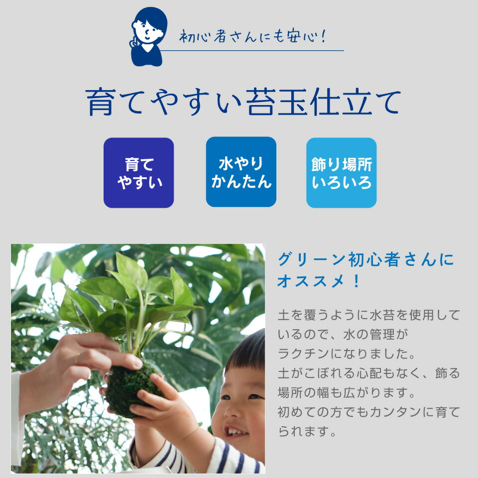 選べる2点セット 苔玉 M Ni マーニ 観葉植物 ポトス グローバルグリーン エンジョイ コケ玉 こけだま 鉢 カバー 吊り 下げ おしゃれ ハンギング 棚 ミニ セット 小さい 北欧 インテリア 開店祝 新築祝 引っ越し祝 育てやすい 壁掛け かわいい コテラ Butlerchimneys Com