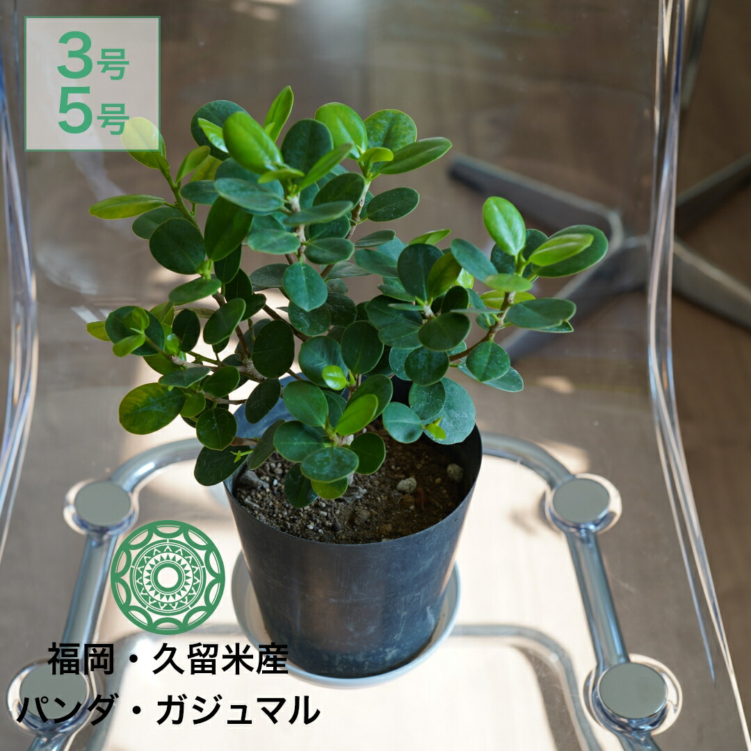楽天市場】小 パンダガジュマル 4号サイズ 鉢植え 希少種 : 母の