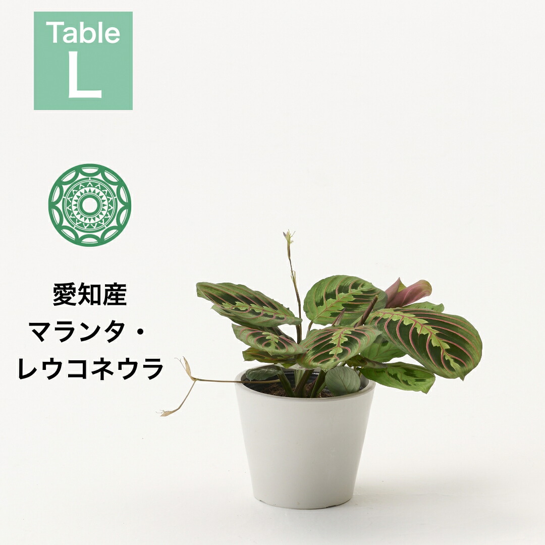 楽天市場】【店内全品10%OFFクーポン】観葉植物 モンステラ 4号 楽天市場】【店内全品10%OFFクーポン】観葉植物 モンステラ 4号