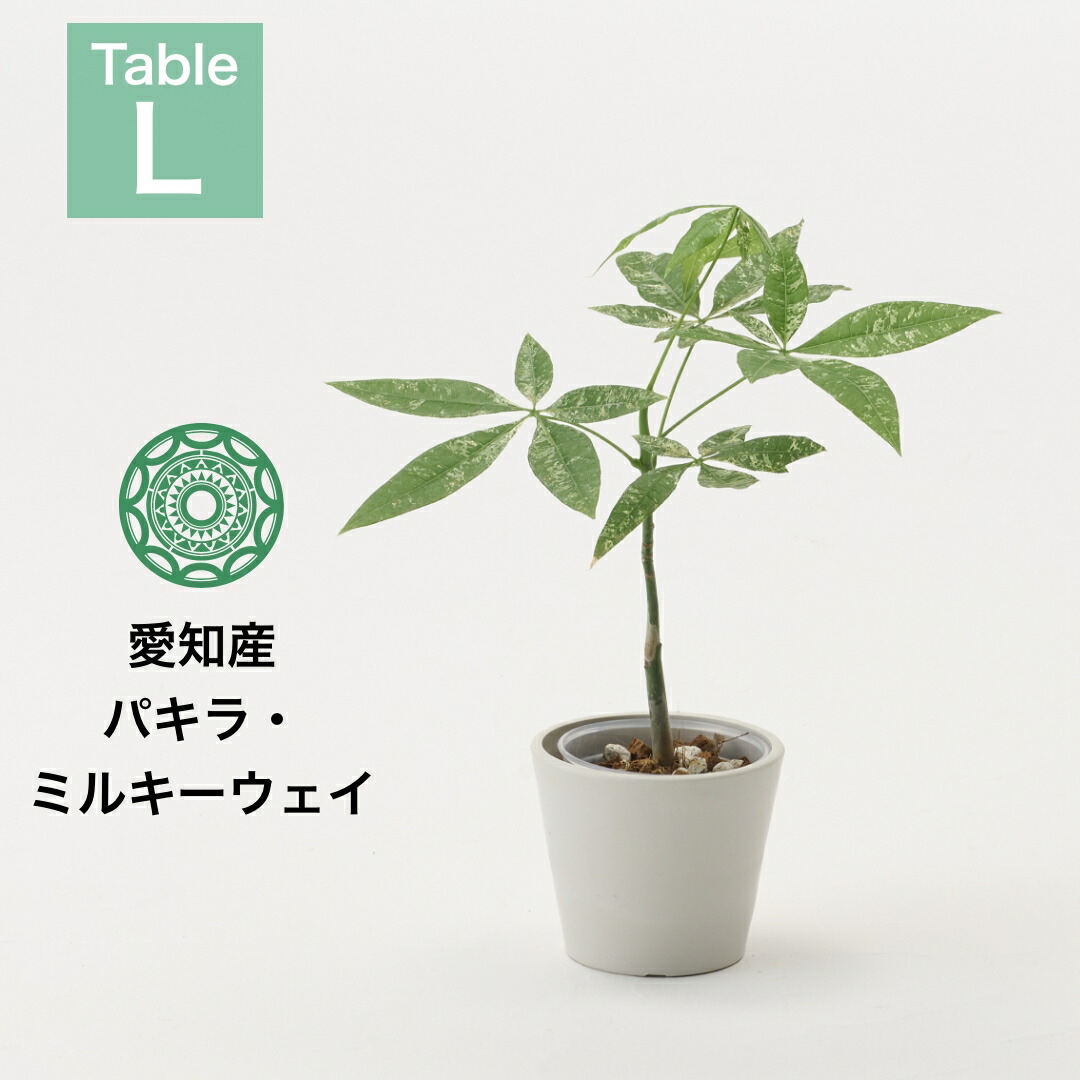 【現品】国内実生株！！斑入りパキラ　パキラ　ミルキーウェイ　７号鉢　K5番 現品】国内実生株！！斑入りパキラ パキラ ミルキーウェイ 7号