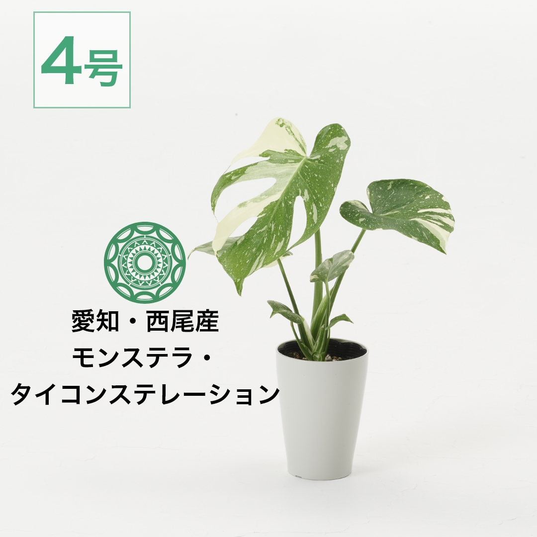 斑入り モンステラ デリシオーサ タイコンステレーション 6号鉢 斑入りモンステラ | タイコンステレーション - 観葉植物・多肉