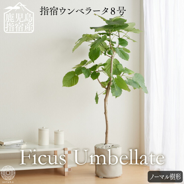 楽天市場 全品15 オフクーポン 11 4 00から 観葉植物 大きい 大型 指宿 ウンベラータ 8号 枝分かれ樹形 大型 ハートリーフ ゴムノキ 北欧 インテリア 開店祝 新築祝 引っ越し祝 かわいい 梱包0 コテラ Koteraグリーンとインテリアのお店