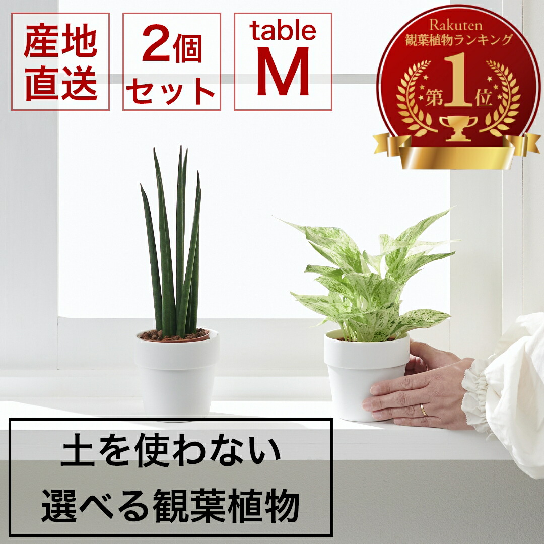 楽天市場】【全品10%off☆10/24 20:00～】【Mサイズ 選べる3個セット】土を使わない ミニ 観葉植物 小さい ハイドロカルチャー 鉢  おしゃれ 棚 パキラ モンステラ サンスベリア ポトス 引っ越し祝 新築祝 北欧 9cm コテラ こてら ヤマツ :  KOTERAグリーンとインテリアのお店