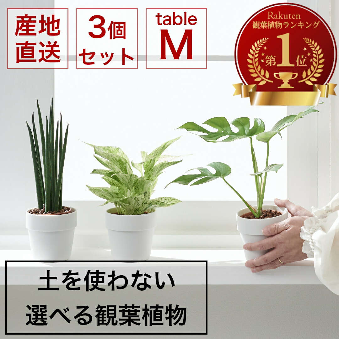 楽天市場】【最大30％OFFｾｰﾙ開催中】小さい 観葉植物 Mサイズ 2個