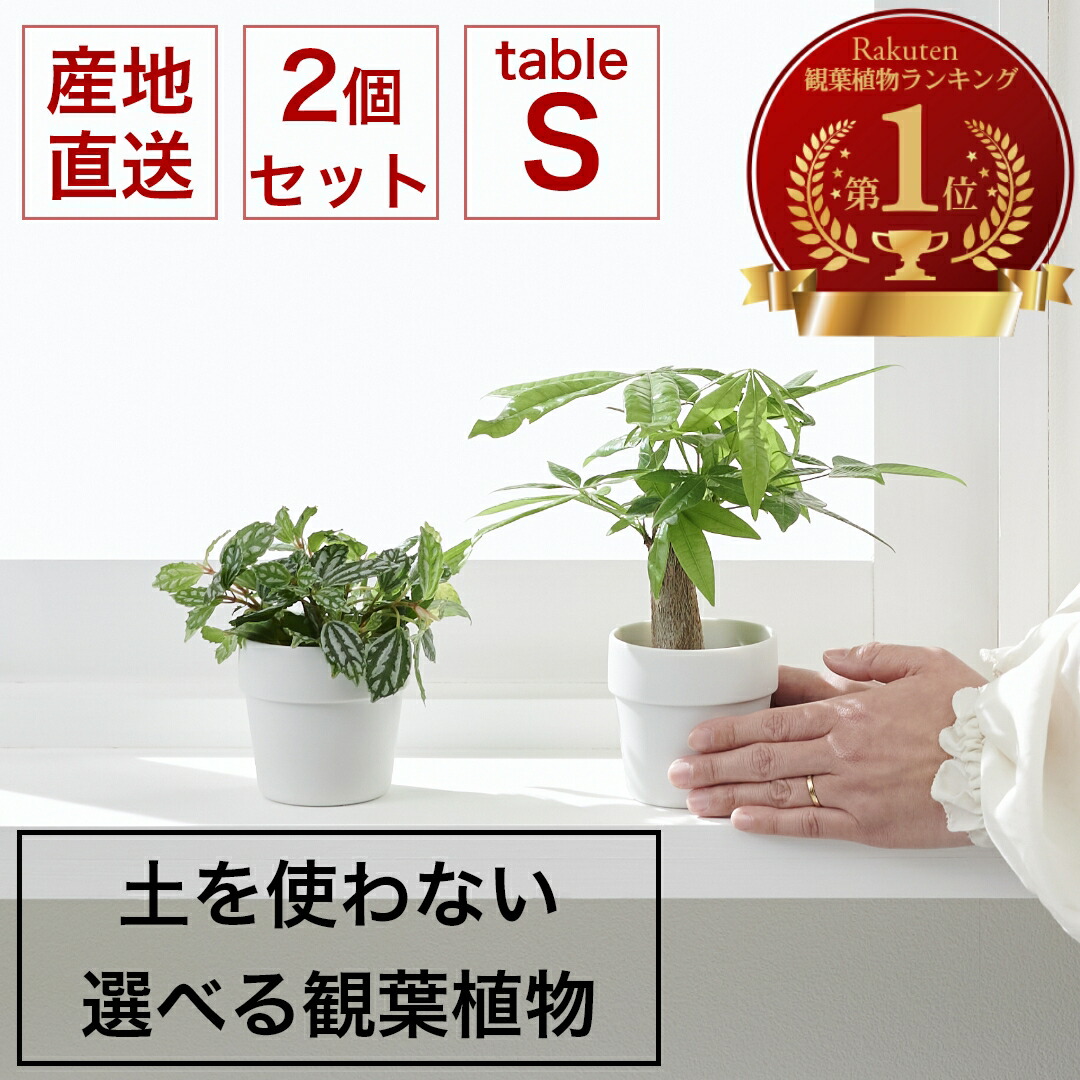 楽天市場】【Mサイズ 選べる1個セット】土を使わない ミニ 観葉植物 小さい ハイドロカルチャー 鉢 おしゃれ 棚 パキラ モンステラ サンスベリア  ポトス 引っ越し祝 新築祝 北欧 9cm コテラ こてら ヤマツ : KOTERAグリーンとインテリアのお店