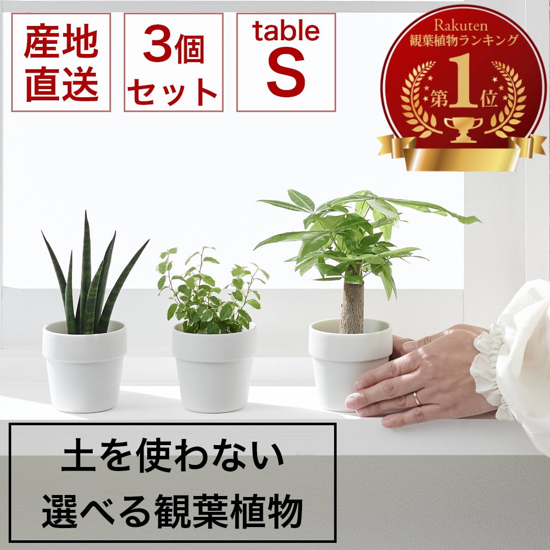 楽天市場】観葉植物 小さい セット 本物 ミニ 3鉢セット お試し