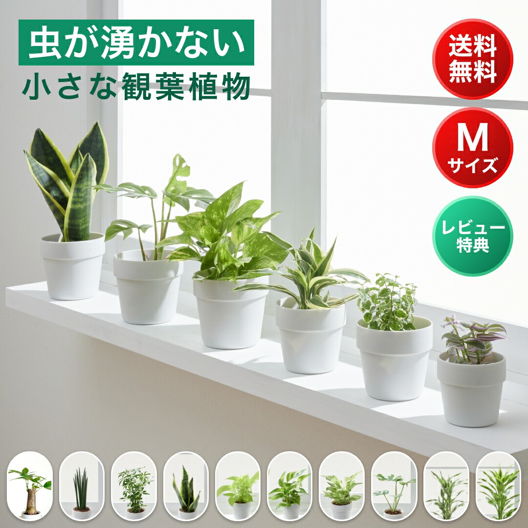 《最大30%OFF/大特価セール実施中》小さい 観葉植物 Mサイズ ミニ ハイドロカルチャー 水耕栽培 パキラ モンステラ サンスベリア ポトス 室内 土 使わない 虫 わかない 虫がわかない 美濃焼 素焼き 晋山窯ヤマツ 9cm鉢|KOTERAグリーンとインテリアのお店