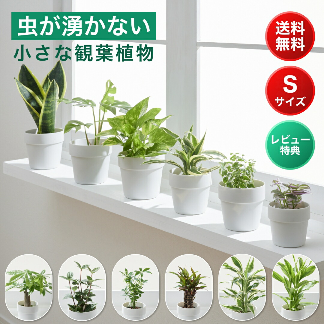 楽天市場】小さい 観葉植物 Mサイズ ミニ ハイドロカルチャー 水耕栽培