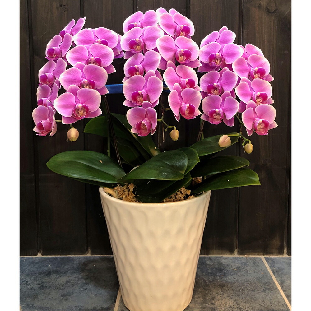 【メーカー直送品(代引き不可)】TreeM spot 櫟～kunugi～　ミニ胡蝶蘭　ピンク［花径7cm 27輪以上(つぼみ含)］1鉢＜出演・開店・開業・上場・昇進などのお祝いに＞＜フラワーギフト＞（コチョウラン）【北海道・沖縄へは発送できません】｜神戸たんぽぽ薬房