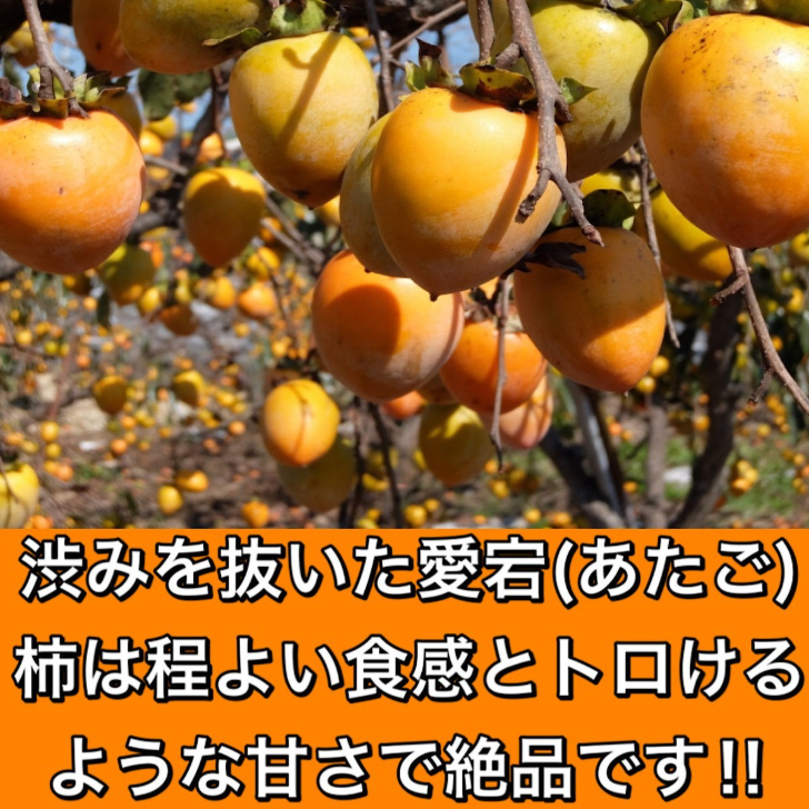 最大56％オフ！ 柿 かき あたご柿 愛宕柿 愛媛県 丹原産 干し柿 用 渋柿 メガ盛約 20kg 枝付渋柿 つるし柿 あんぽ柿 さらし柿用  somaticaeducar.com.br