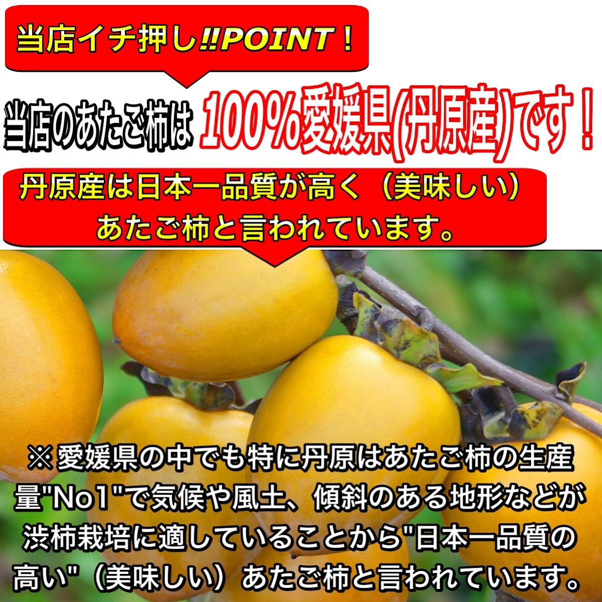 最大56％オフ！ 柿 かき あたご柿 愛宕柿 愛媛県 丹原産 干し柿 用 渋柿 メガ盛約 20kg 枝付渋柿 つるし柿 あんぽ柿 さらし柿用  somaticaeducar.com.br