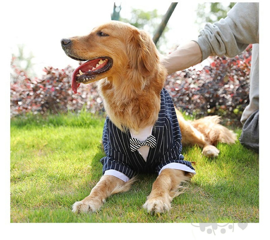 コルネット属具 大型回者 犬コスチューム ドッグウェア オーバー ディナージャケット 大型犬 別当 リボン 首輪 ストライプタ 嫁入り 縁付 祝典 着物 ドッグウェア チョウネクタイ付き人 貨物輸送無料 Foxunivers Com