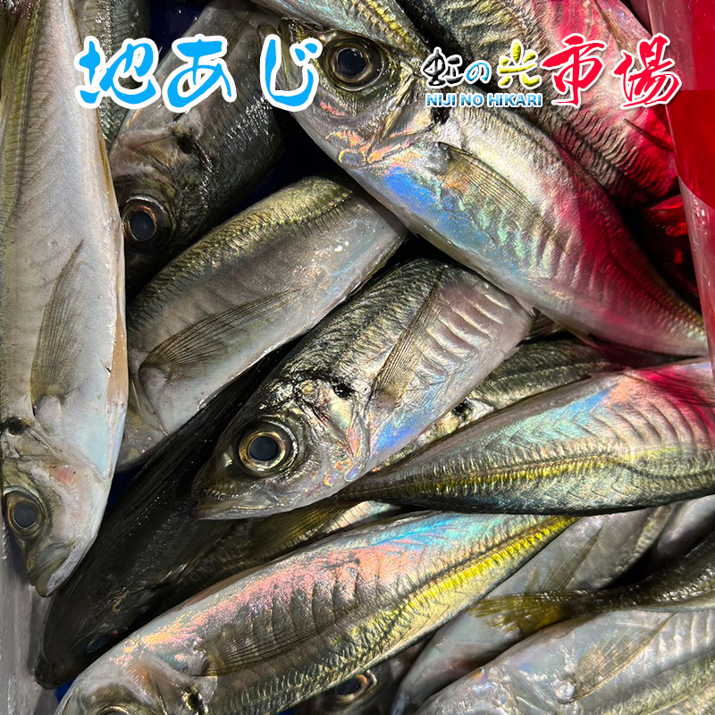 楽天市場】地あじ 500g （1尾約110~150g） 約5-8尾 長崎産 アジ 鯵