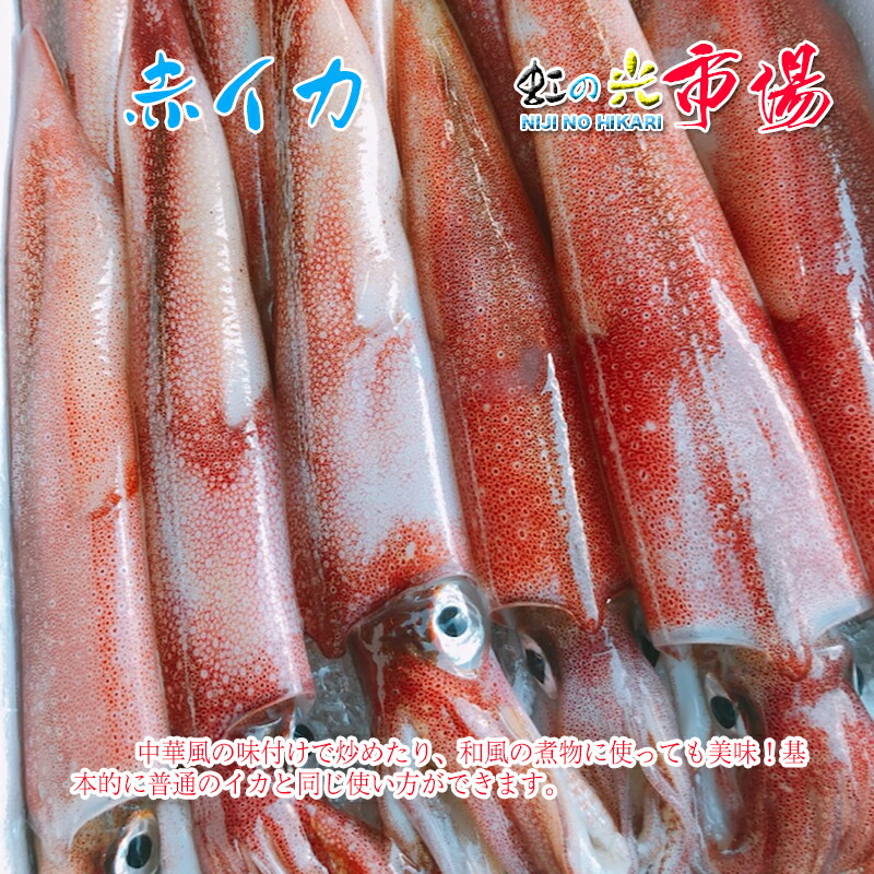 楽天市場】業務用冷凍 冷凍スルメイカ１箱 約8kg（23-25入） 北海道 青森産 するめいか 烏賊 : 虹の光