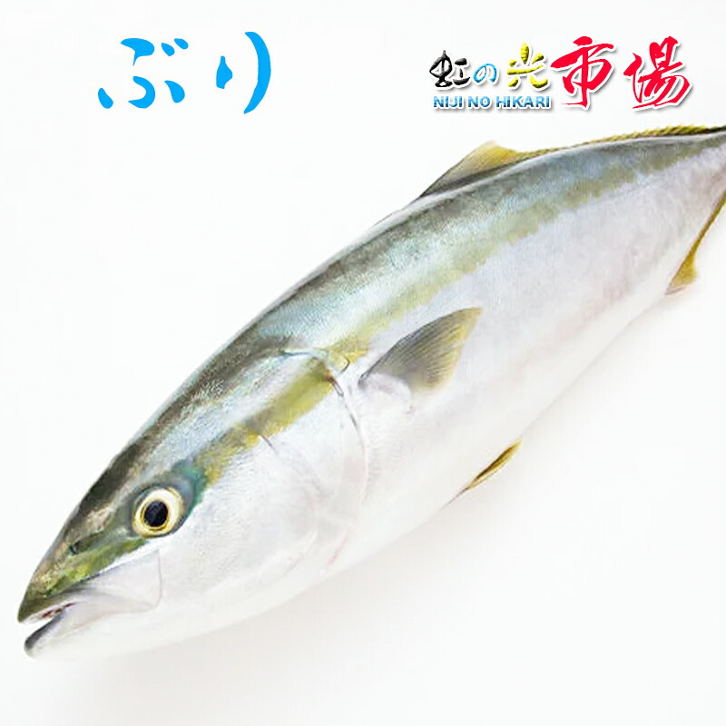 楽天市場】【大好評】生ウニ 小川のうに 約220~250g(一粒 約4cm-5cm) ロシア産＆北海道産 ２pセット : 虹の光